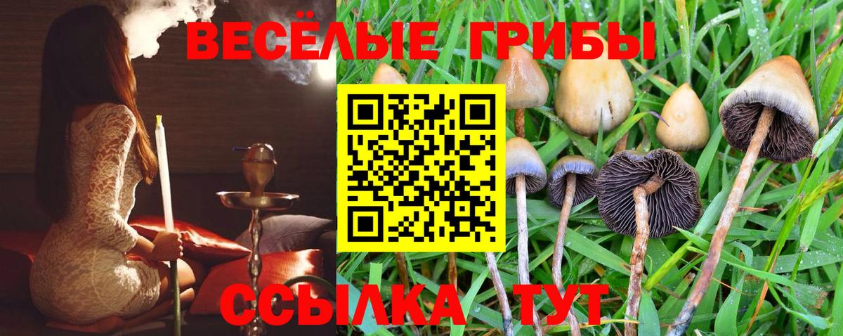 Галлюциногенные грибы Psilocybine cubensis Нарткала
